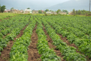 Quand arroser les pommes de terre ?