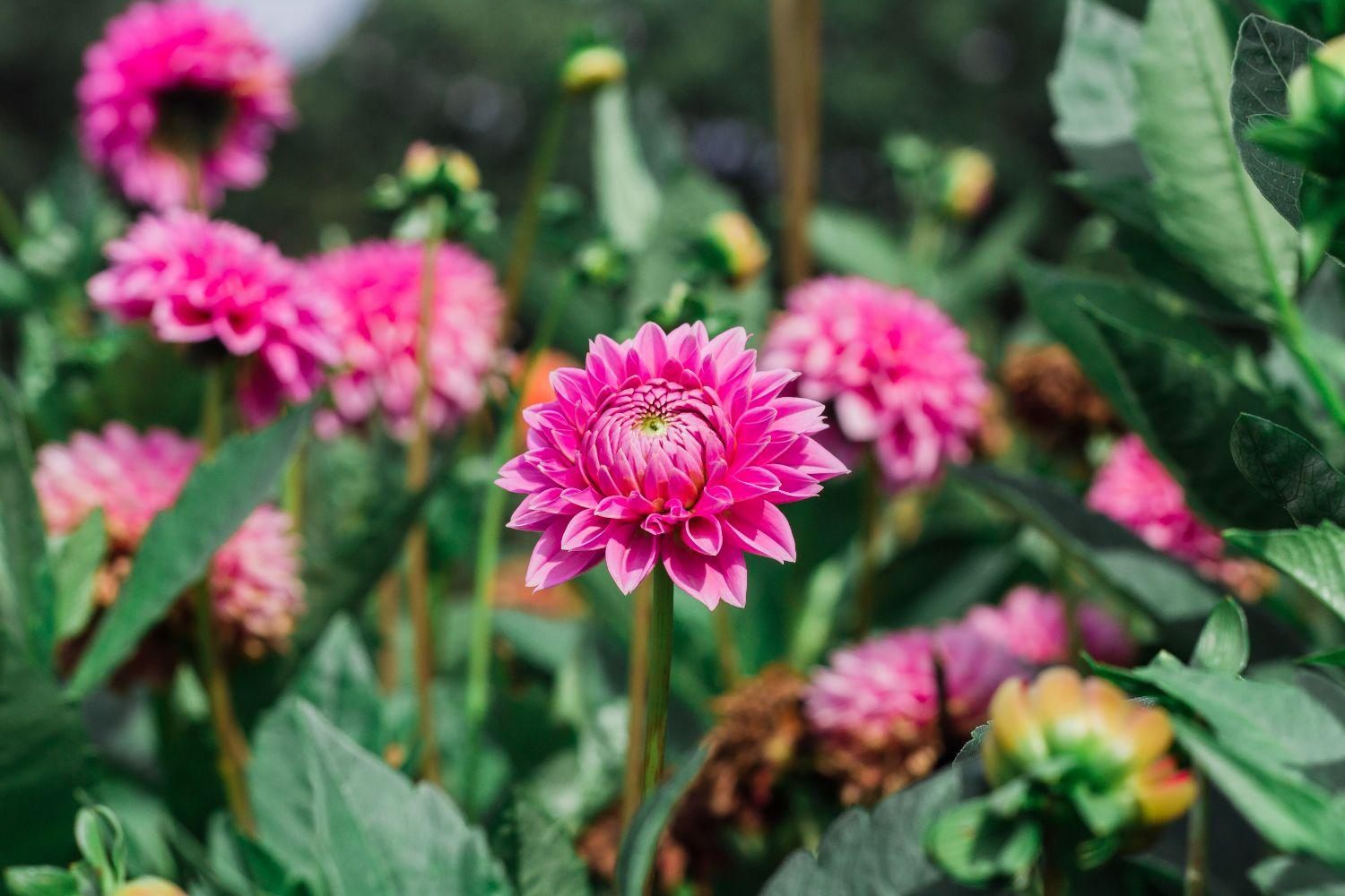 Quand planter le dahlia pour une floraison spectaculaire ?